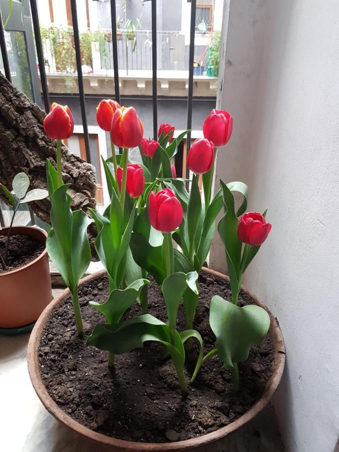 Bellini Apartment Katanya Dış mekan fotoğraf